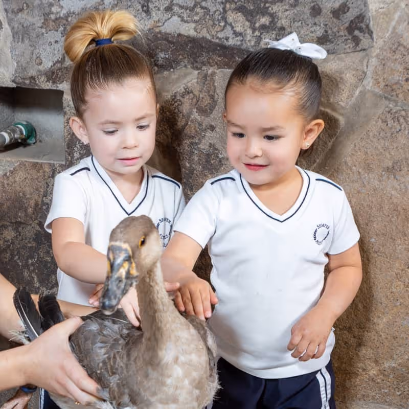 Dos niñas pequeñas con uniforme blanco acariciando un pato marrón junto a una pared de piedra.